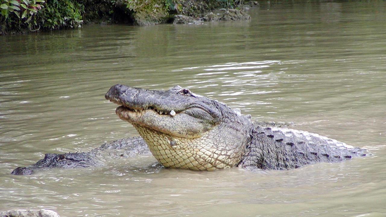 Everglades Alligator Farm Tour